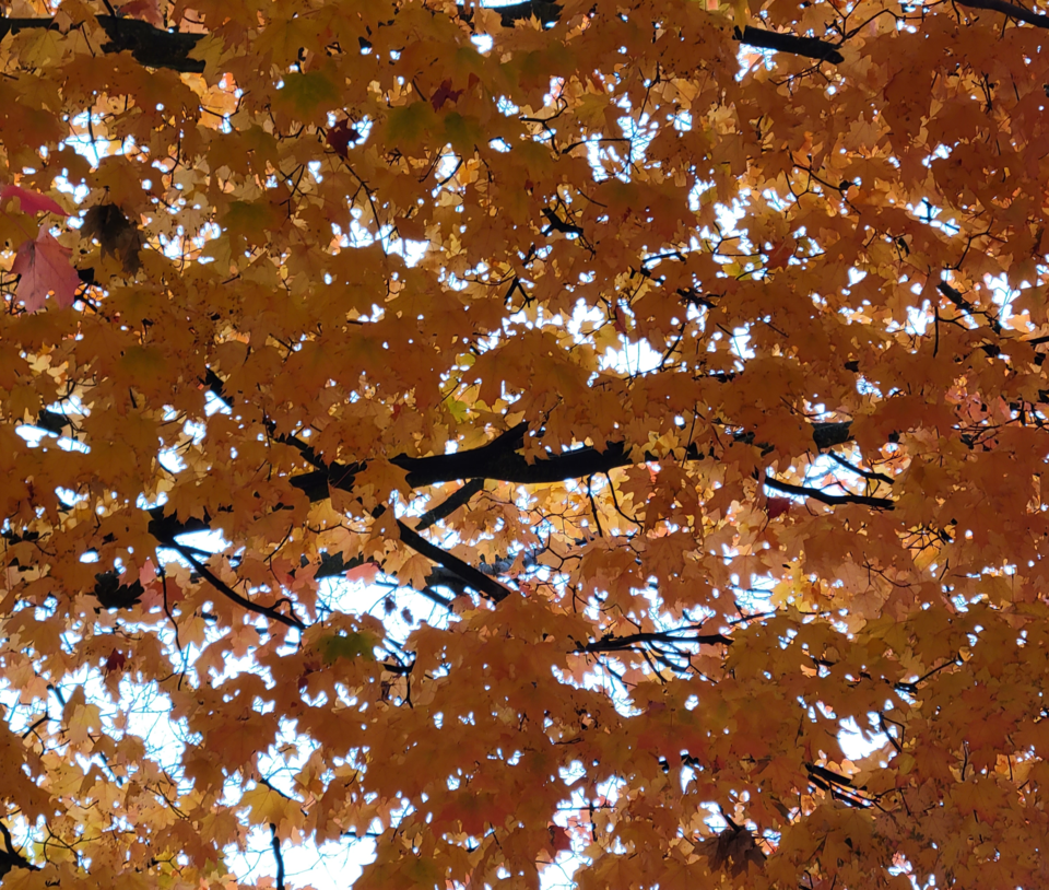 USED gm-2022-10-17-colourful-leaves-on-tree-looking-up-dd(1)