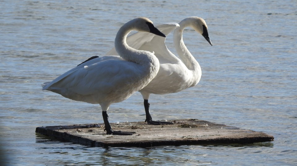 USED GM swans on lake carol deimling