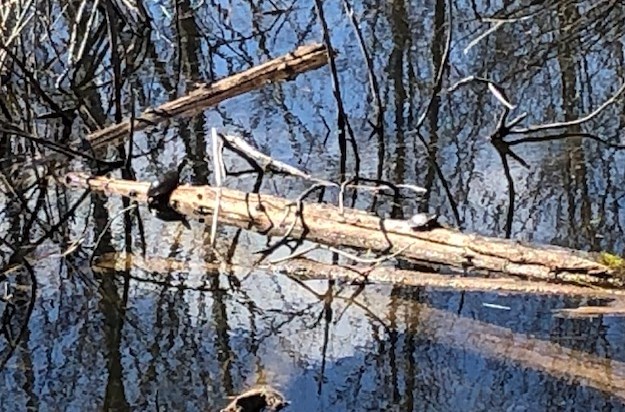 USED gm turtles on rail trail pond