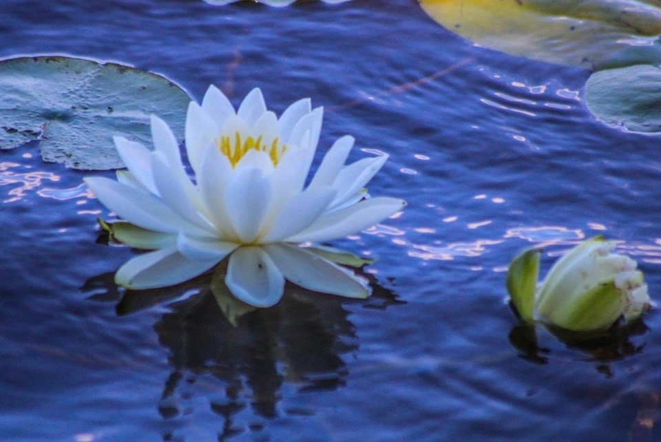 USED GMOttawa 7 - Water lily (Photo credit Janet Stephens)