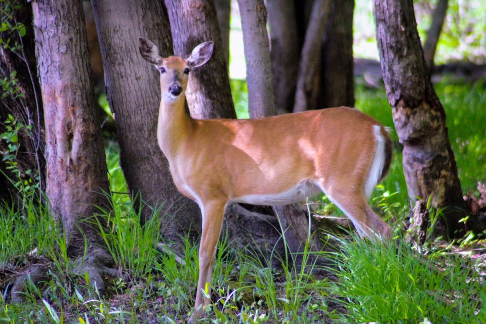USED Ottawa 3 - A deer (Photo credit - Janet Stephens)