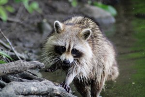 Rodents got you riled up? Avoid 'barbaric' methods, experts warn