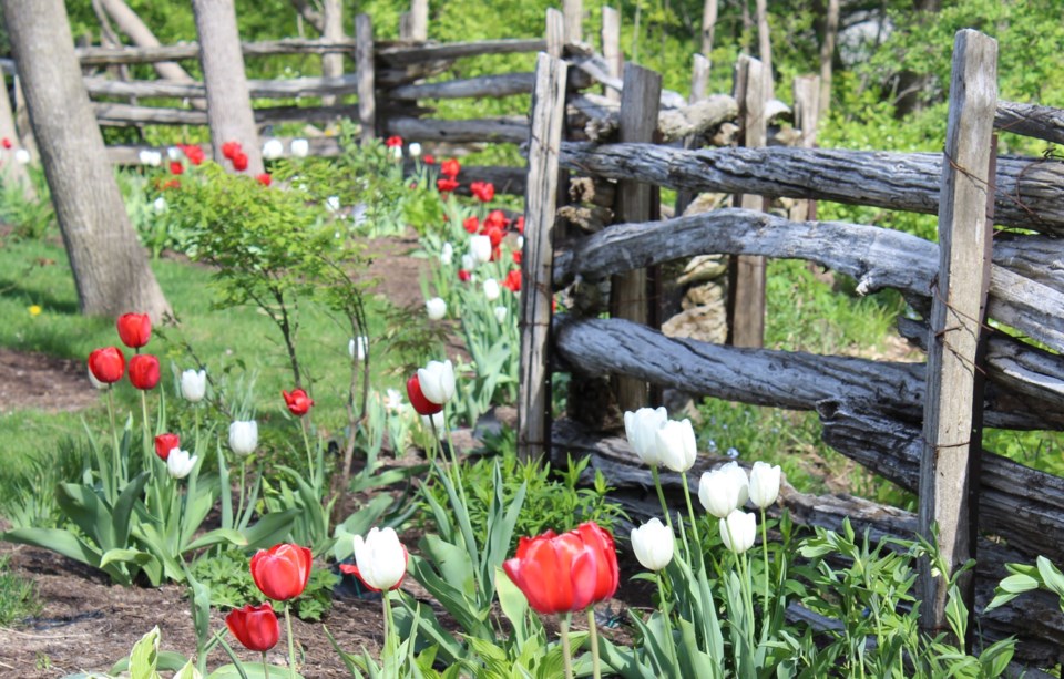 USED Ottawa 6-Tulips at Veteran's Way in Manotick (CityNews Ottawa)