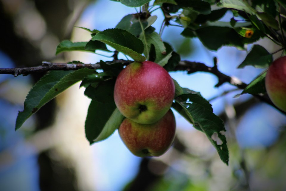 USED Ottawa 7 - Apple picking time (Photo credit - Janet Stephens)