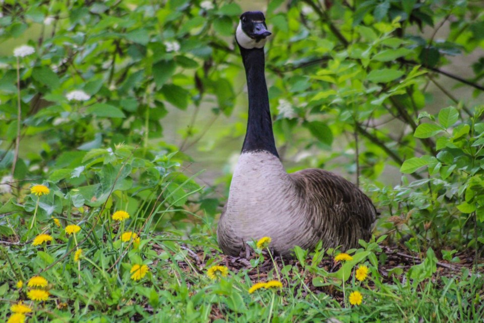 USED Ottawa 7 - Canada goose (Photo credit - Janet Stephens)
