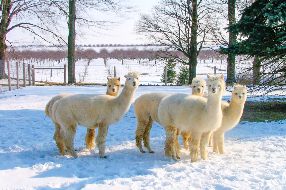 USED 01-january-30-2023-new-alpacas