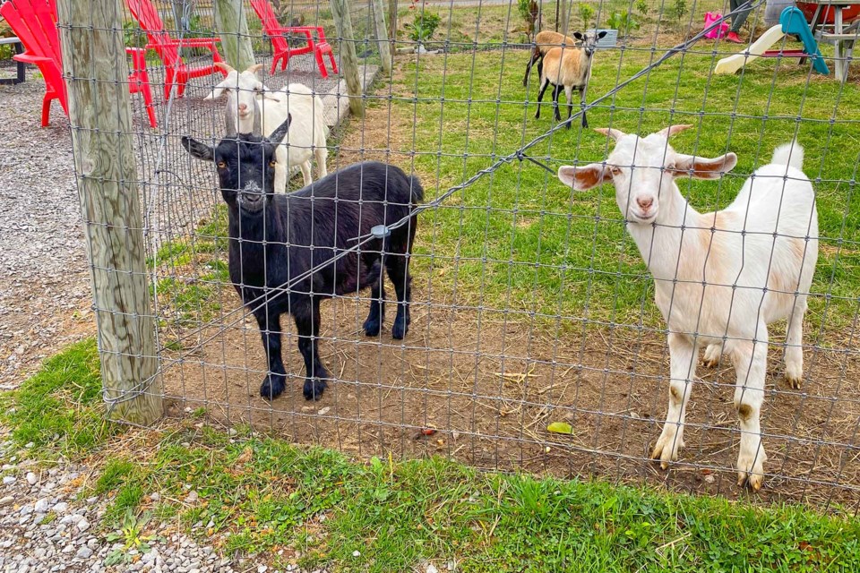 USED 11-november-12-2023-goats
