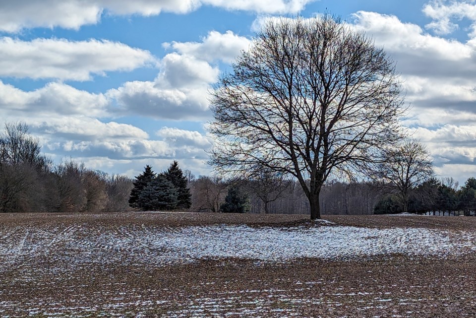 USED 2024-03-march-11-welland-rd-tree