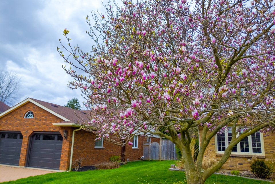 USED 2024-04-april-23-magnolia-blossoms