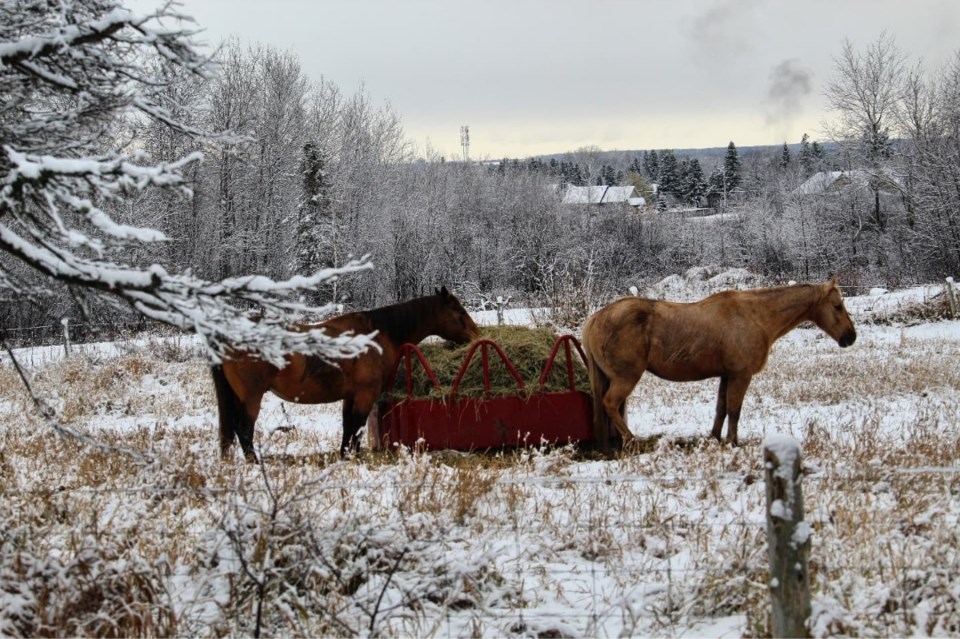 USED 2021-11-14 Good Morning Sault Katie Clement (8)