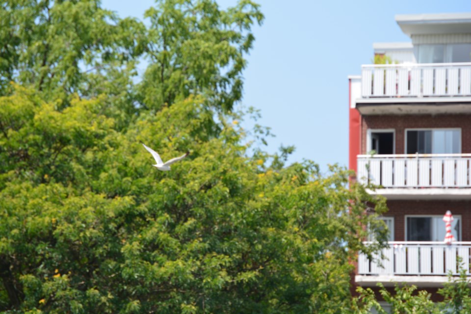 USED 091222 Seagull