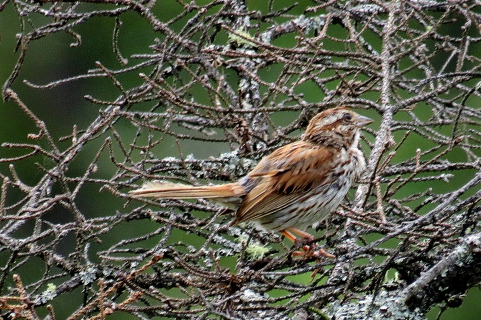 USED 020823_barrydenisekitchin_bird