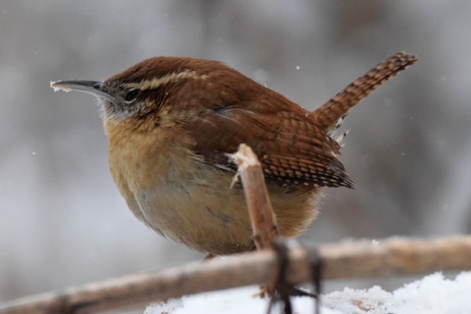 USED 0225_chris-blomme-uncommon-carolina-wren-warmer-climates