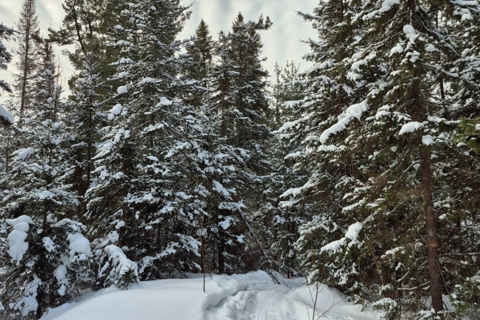 USED 030225_bernard-villeneuve-trail