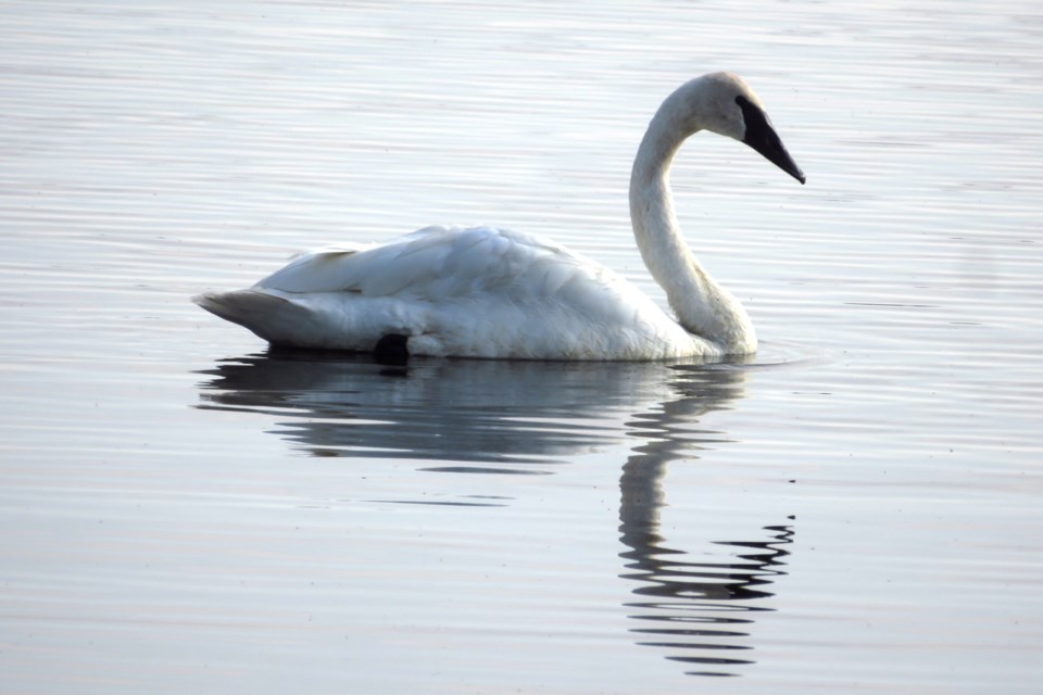 USED 041023_chris-blomme-trumpeter-swan-fielding