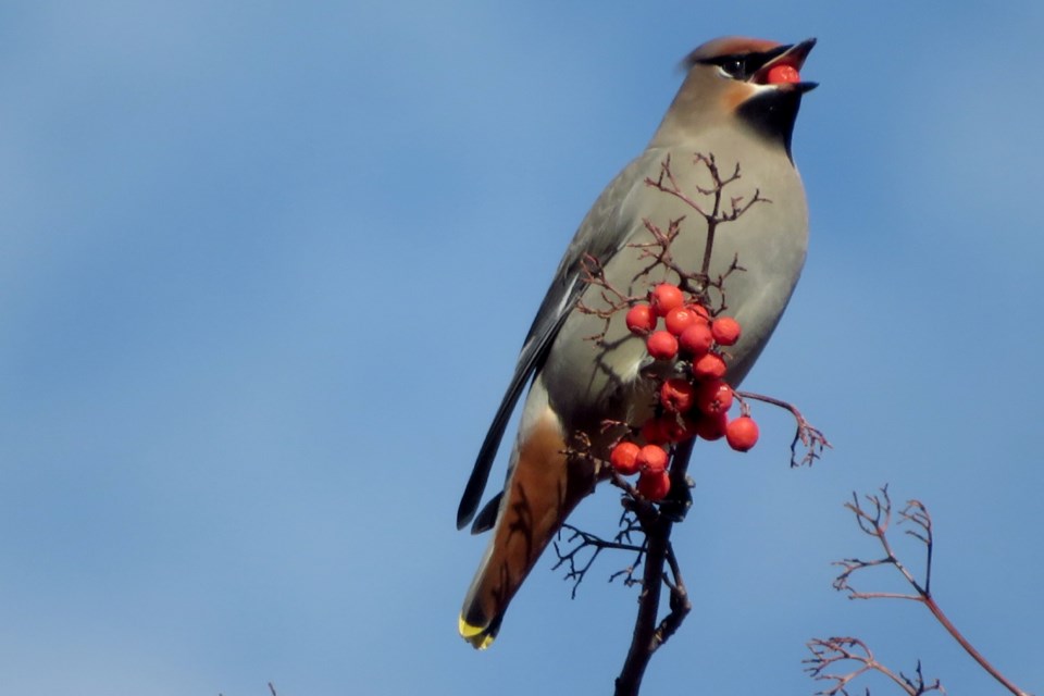 USED 071123_chris-blomme-bohemian-waxwing-mountain-ash