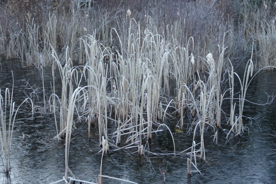 USED 071123_linda-derkacz-frosty-reeds