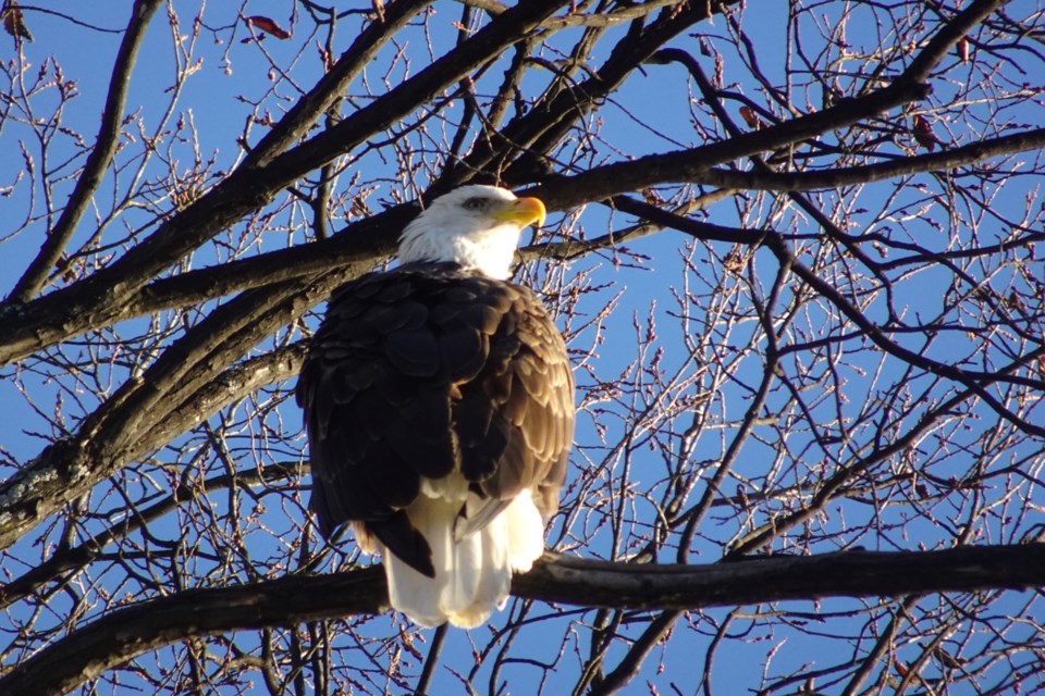 USED 101124_linda-derkacz-bald-eagle