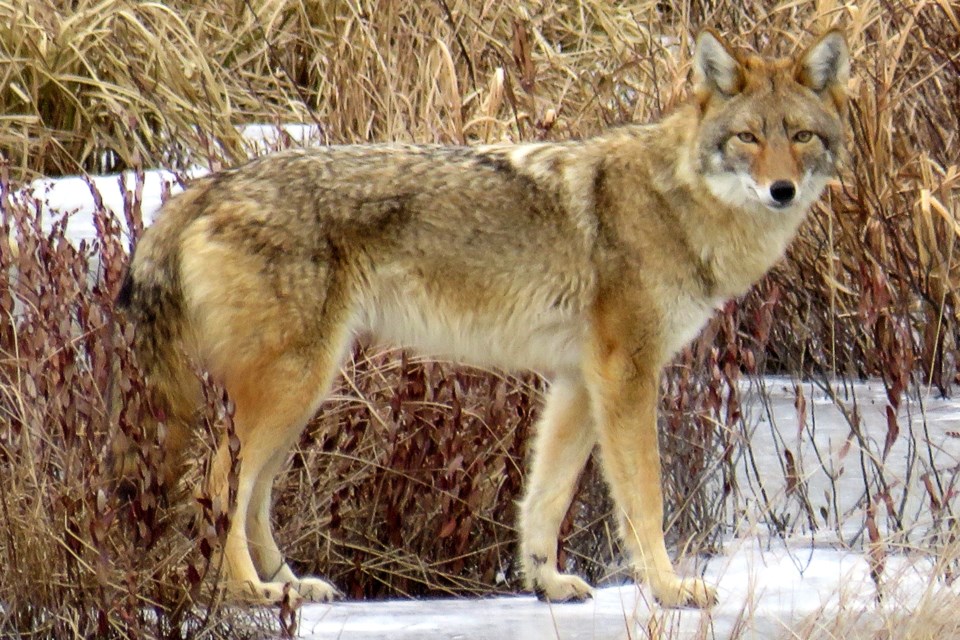 USED 110324_denise-kitchin-coyote