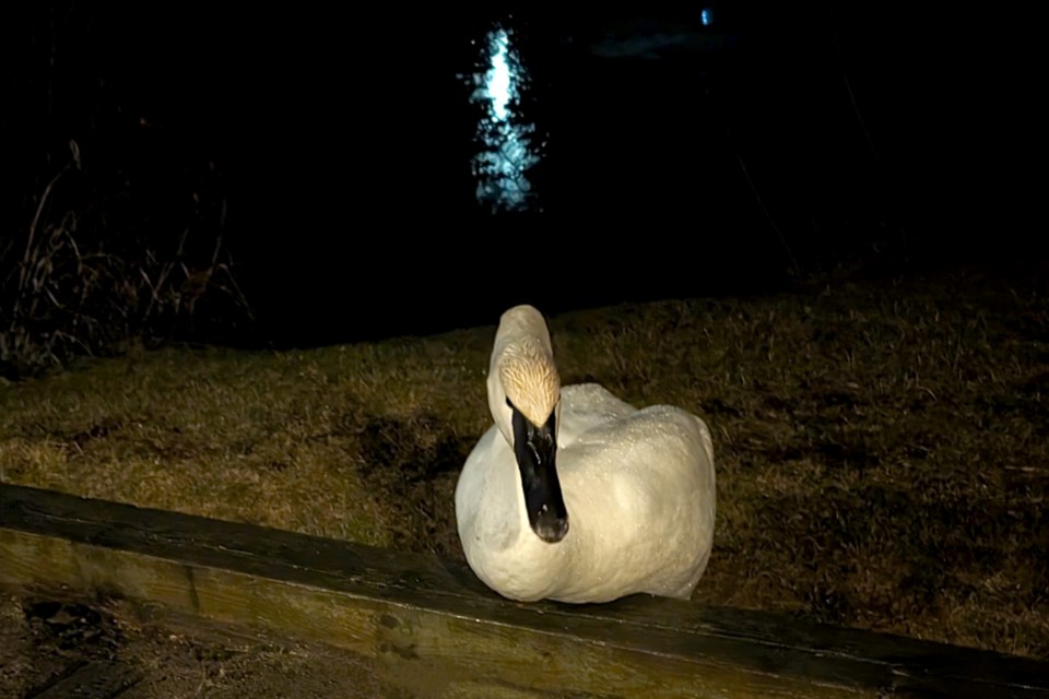 USED 120324_edward-paylor-night-swan