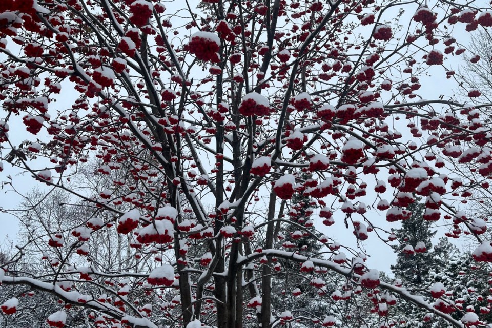 USED 141123_debbie-holson-snowy-tree