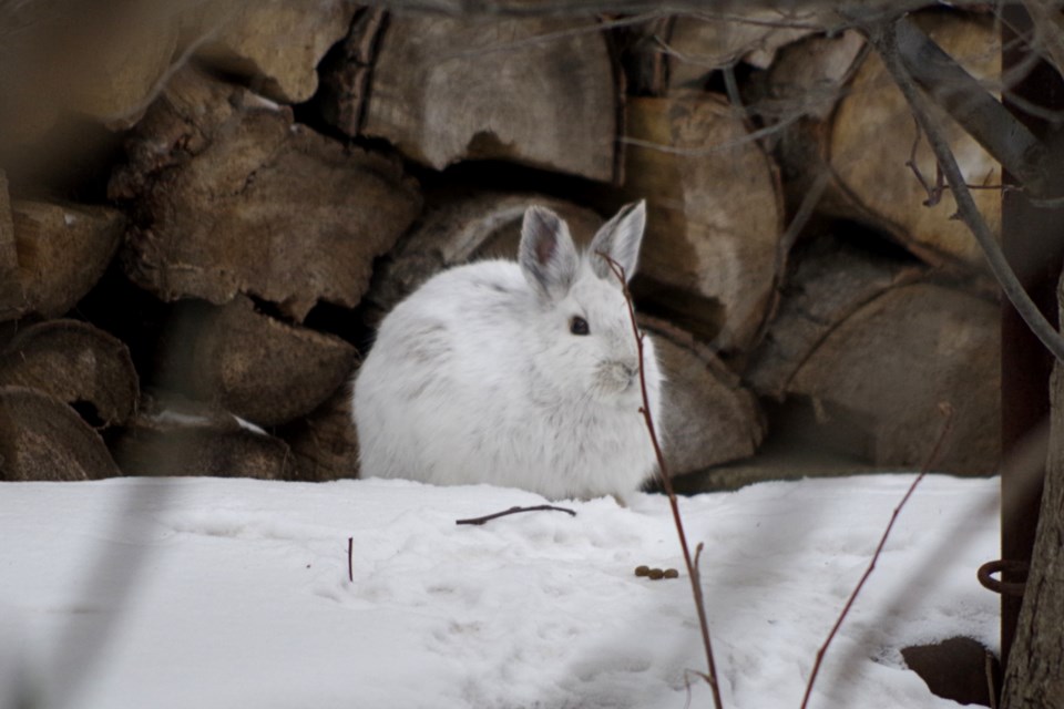 USED 160124_david-makela-snowshoe-hare