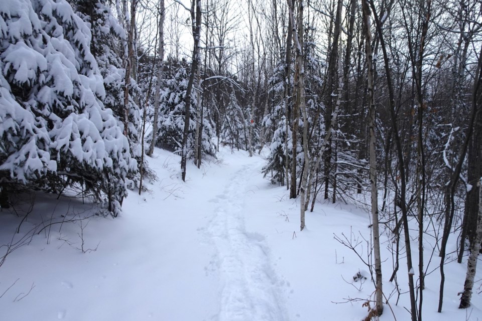 USED 160124_linda-derkacz-snowshoe-trail