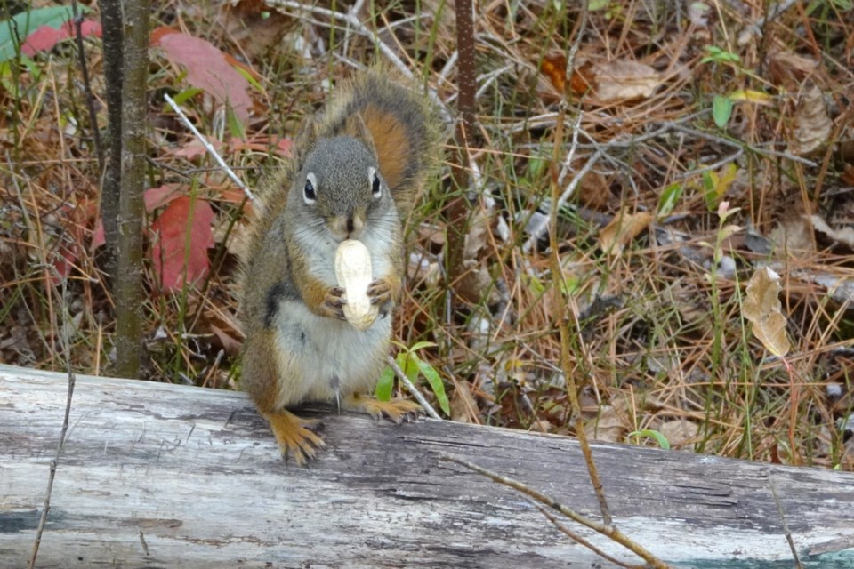 USED 161023_linda-derkacz-hungry-squirrel