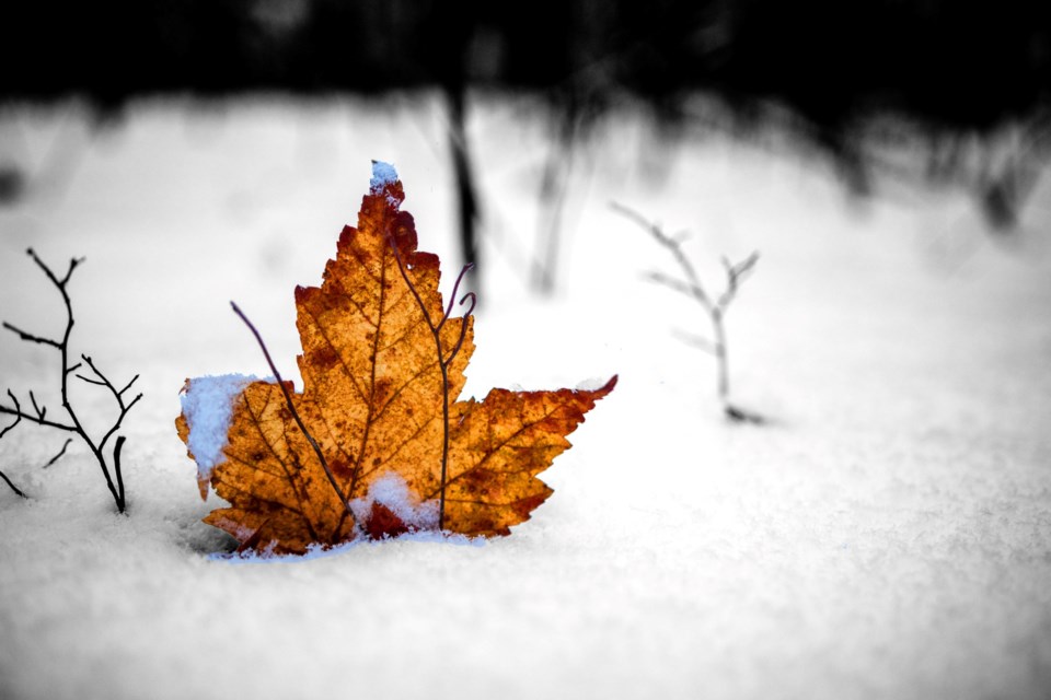 USED 180124_david-makela-leaf-in-snow