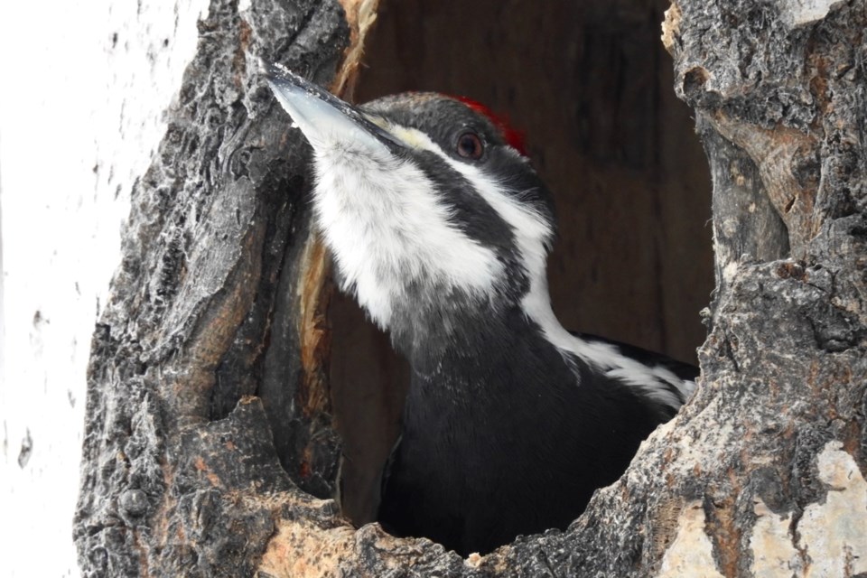 USED 200224_louise-gaudet-woodpecker