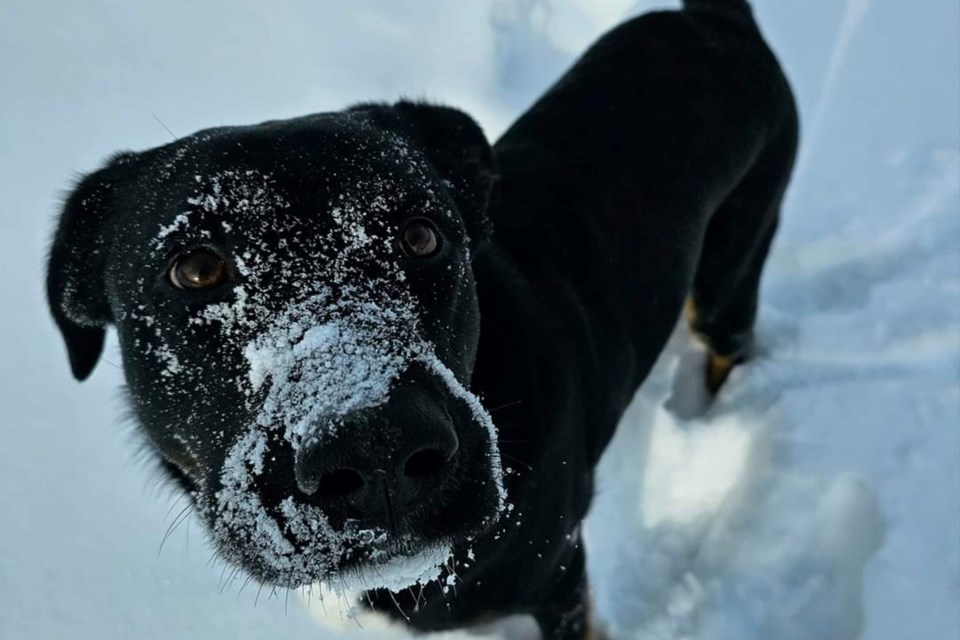 USED 230124_leanna-mongrain-maple-dog-in-snow