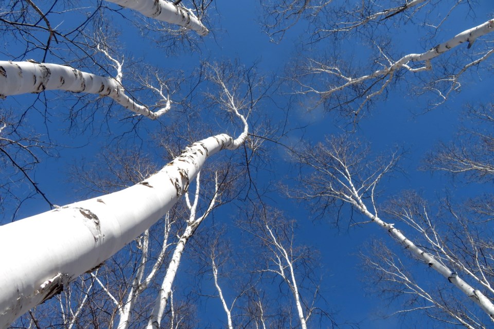 USED 250324_chris-blomme-tall-birches-fielding-park