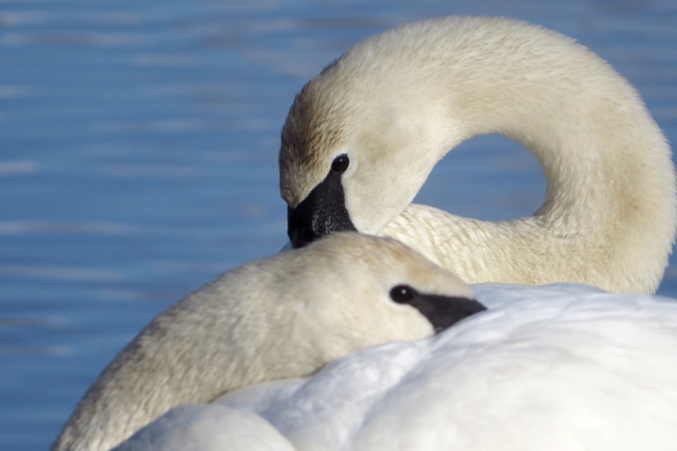 USED 250324_chris-blomme-trumpeter-swans-fielding-park