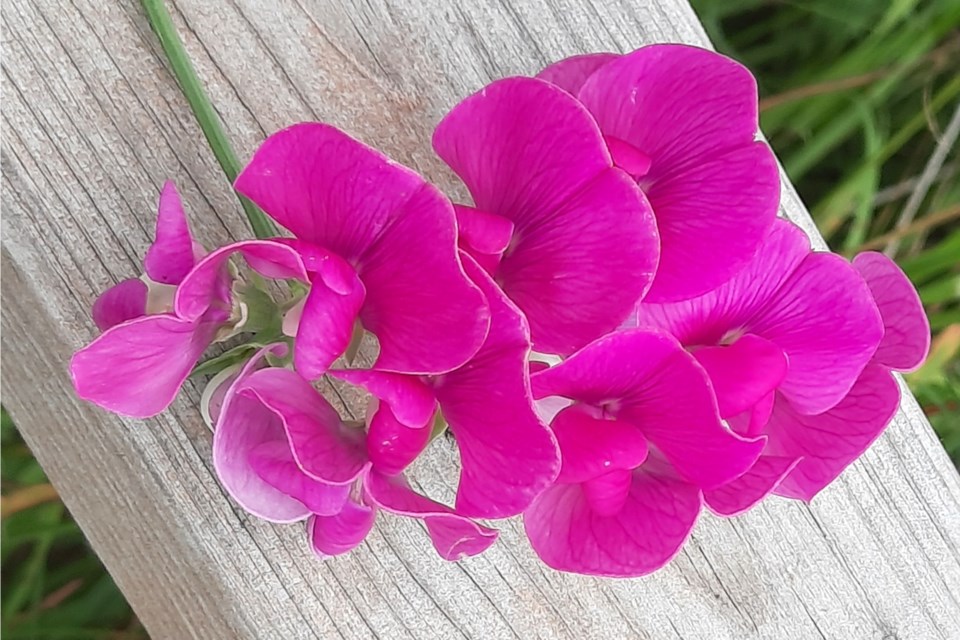 USED 270723_lorie-lavallee-gore-bay-sweet-pea-bloom