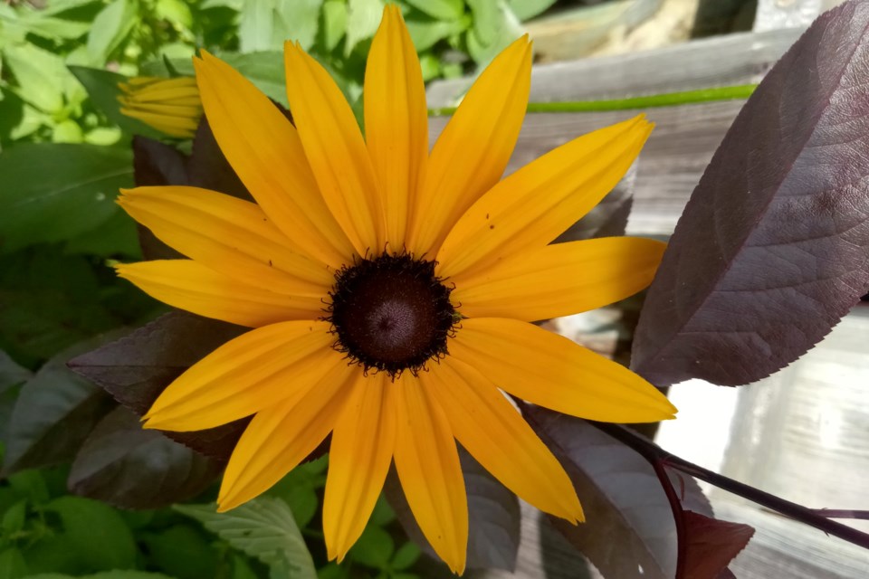 USED 280723_telsa-gauthier-pretty-flower