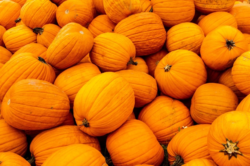 USED 301023_david-makela-pumpkins-leisure-farms