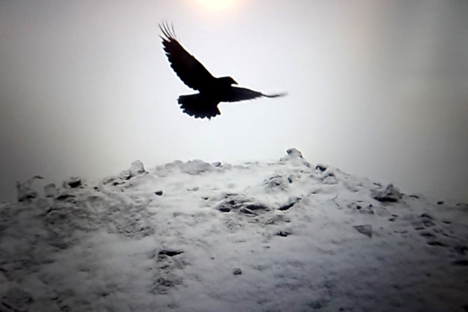 USED 310124_linda-derkacz-raven-silhouette