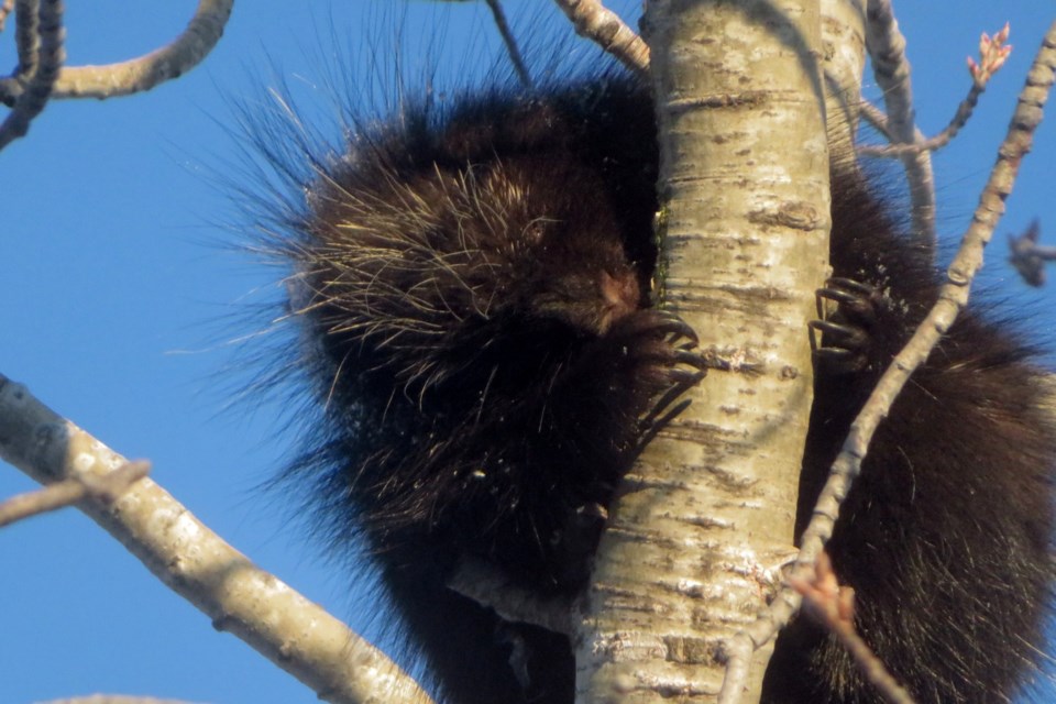 USED 390125_chris-blomme-porcupine-lively