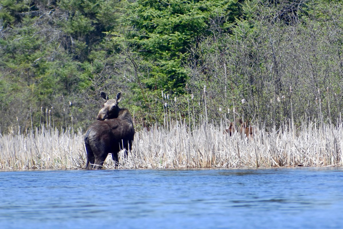 'Not the way we were taught': Moose calf killed in violent video shared online