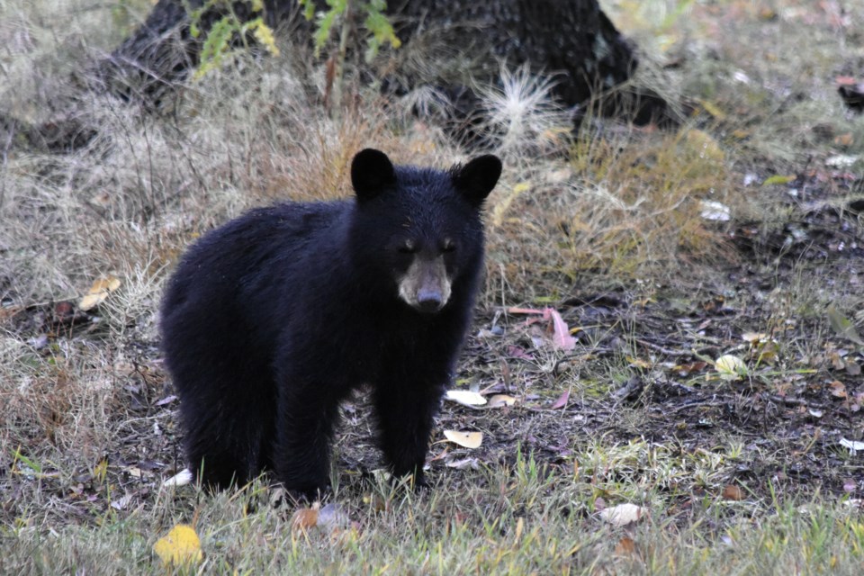 USED 2020-10-16 bear cub SB