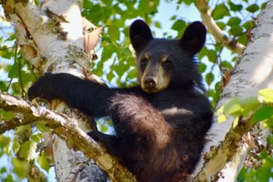 Mother bear with cub attacks Timmins resident
