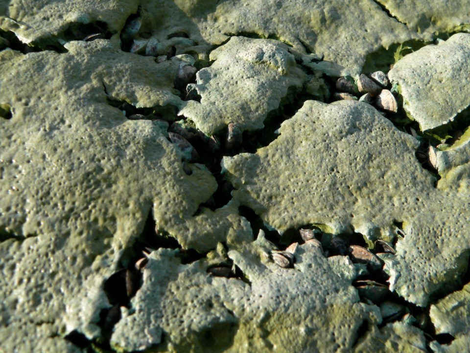 Blue green algae