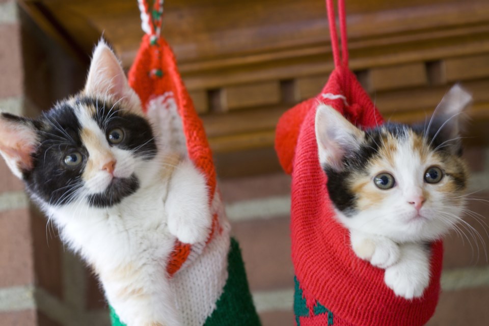 kitten stockings AdobeStock
