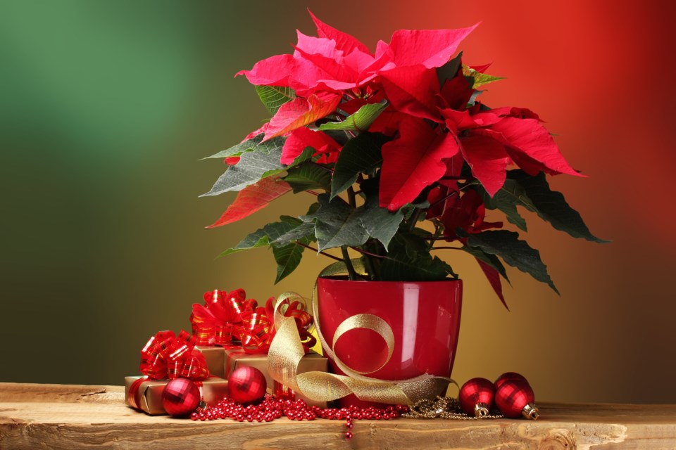 Poinsettia AdobeStock