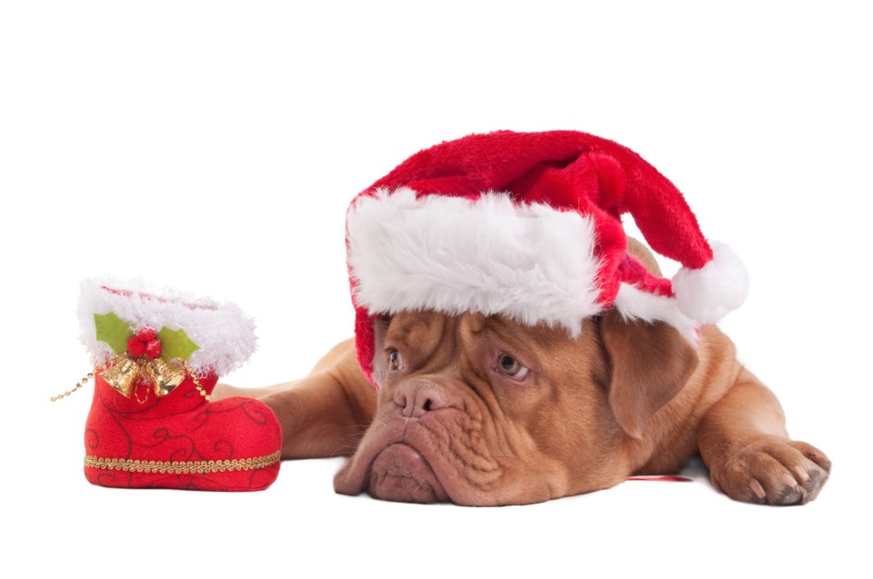 sad puppy Christmas AdobeStock