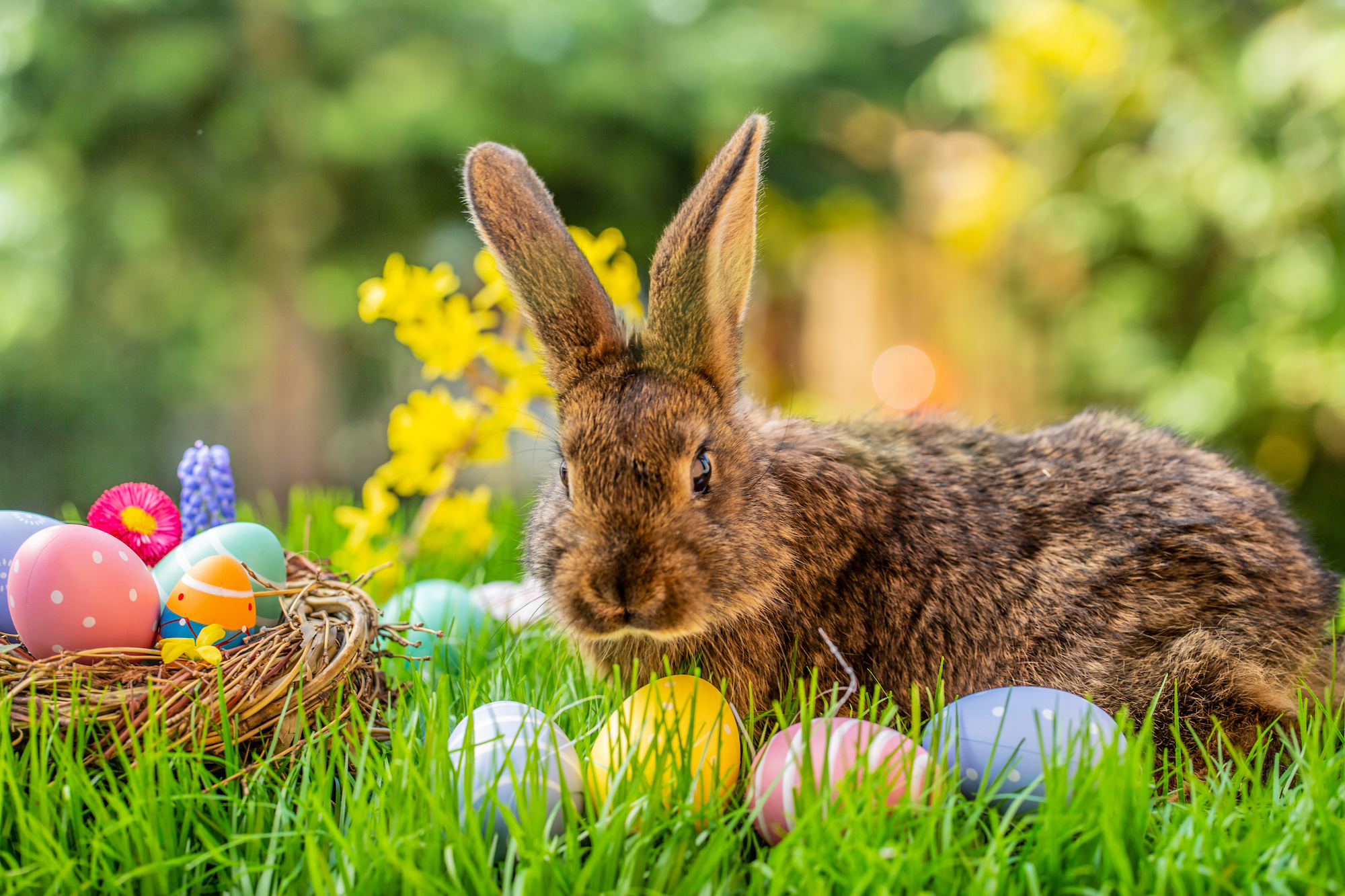 Easter Bunny allowed to make home visits this year, declares
