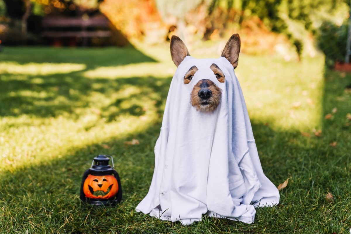 Keep pets safe this Halloween by following these tips