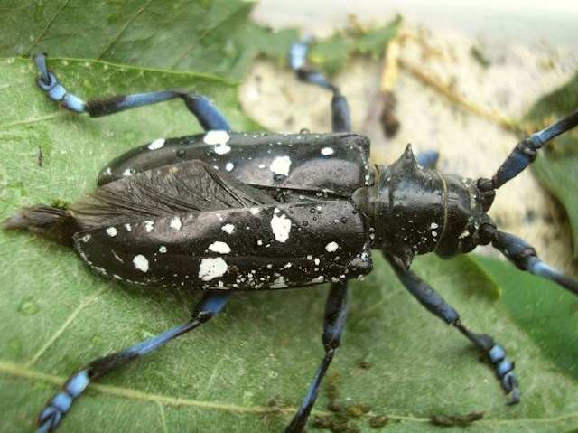 2021-03-18 Asian Long-horned Beetle