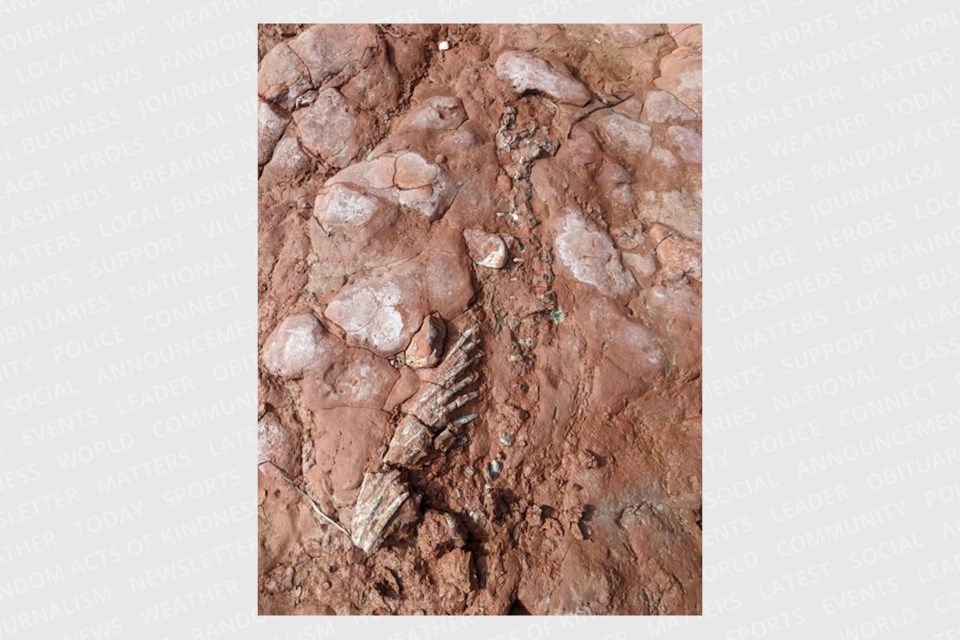 20220904PEIFossil