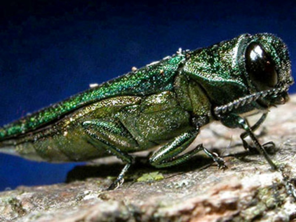 20230505emeraldashborer